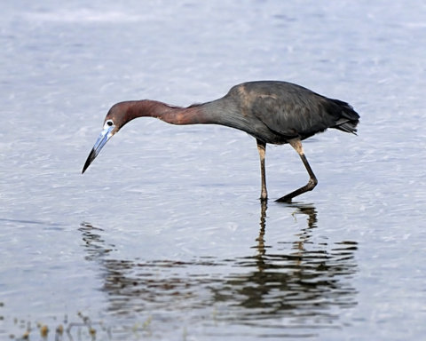 June bird quiz - Puerto Rico