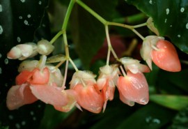 Begonia @DC LAH 001