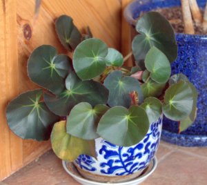 Begonia_home_LAH_2728