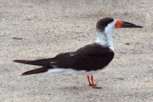 Black Skimmers_MerrittIslandNWR-FL_LAH_4400-001