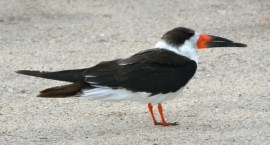Black Skimmers_MerrittIslandNWR-FL_LAH_4402