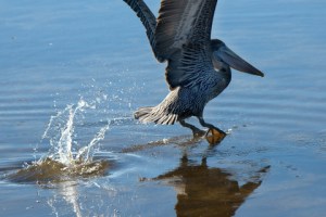 DingDarlingNWR-FL_LAH_7123