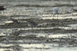 DingDarlingNWR-FL_LAH_7329