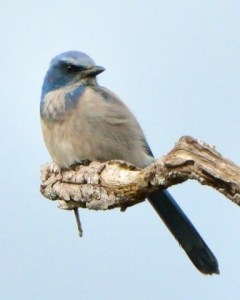 Florida Scrub Jay_MerrittIslandNWR-FL_LAH_4150