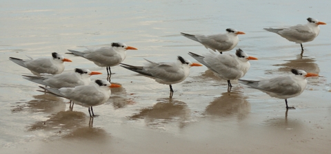 Forster's Tern_MerrittIslandNWR-FL_LAH_4279