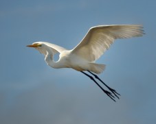 Great Egret_MerrittIslandNWR-FL_LAH_3618