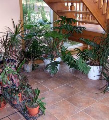 Houseplants @BlackForestCO 2008aug02 LAH 128-1