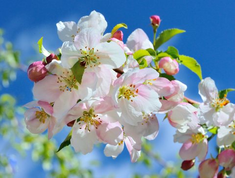 Crabapples, Denver Botanic Garden, CO