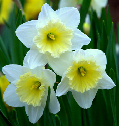 Daffodils, Denver, CO