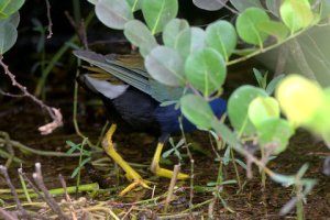 Purple Gallinule_SharkValley-EvergladesNP-FL_LAH_5866