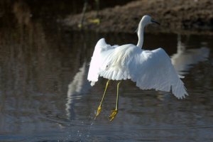 Snowy Egret_MerrittIsland-FL_LAH_3296