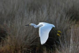 Snowy Egret_MerrittIslandNWR-FL_LAH_3570
