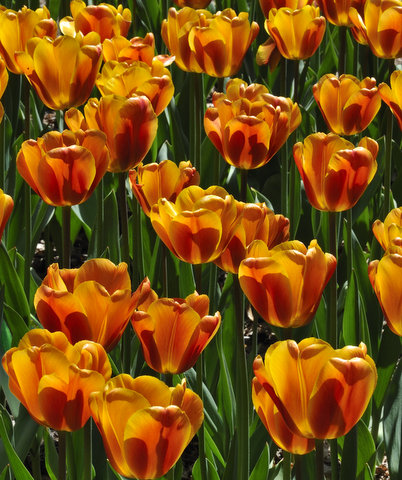 Tulips, Pt. Defiance, Tacoma, WA
