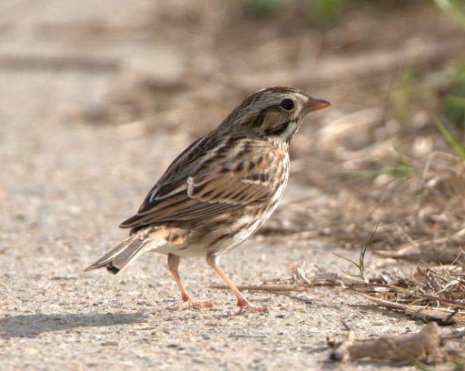 2 February_SabineNWR-LA_LAH_1718