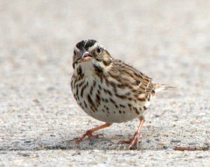2 Savannah Sparrow_SabineNWR-LA_LAH_1728