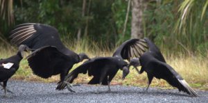 Black Vultures fighting_EvergladesNP-FL_LAH_5153