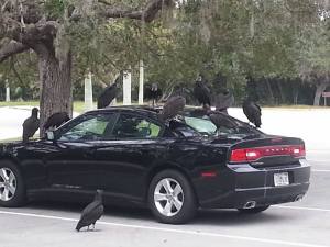 Black Vultures_EvergladesNP-FL_PLH