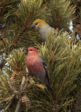 3 Pine Grosbeaks_StateForestSP-CO_LAH_6496-008