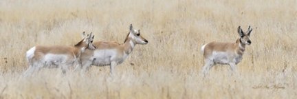 5x15 Pronghorn_LAH_9507-3x1_fil-rel