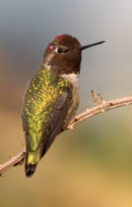 Anna's Hummingbird_EdmondsMarsh-WA_PLH_7848