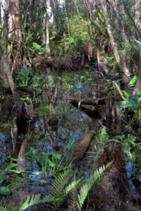 CorkscrewSwampSanctuary-FL_LAH_6227