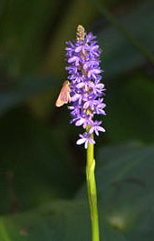 CorkscrewSwampSanctuary-FL_LAH_6238