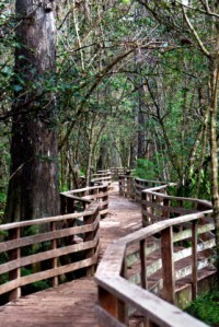 CorkscrewSwampSanctuary-FL_LAH_6275