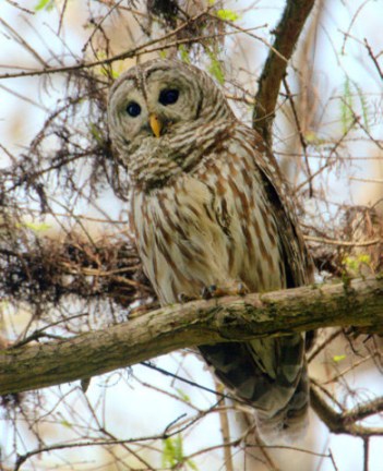 CorkscrewSwampSanctuary-FL_LAH_6334