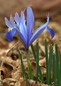 Iris hyb_XG-CO_LAH_6240