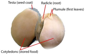 Labeled Lima seed LAH