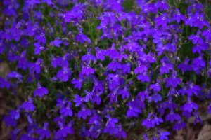 Lobelia erinus_DBG_20090915_LAH_0576
