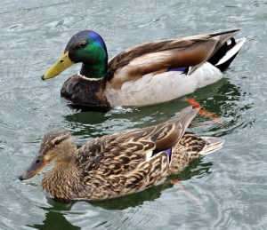 Mallards @LakePueblo 20090523 LAH 126r-001