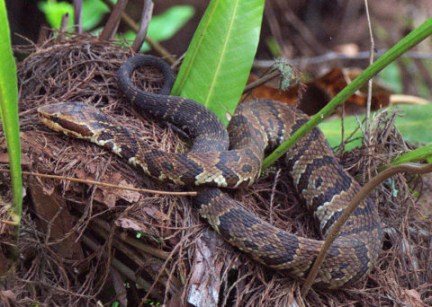 Water Moccasin_CorkscrewSwampSanctuary-FL_LAH_6224