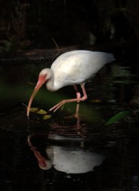 White Ibis_CorkscrewSwampSanctuary-FL_LAH_6176