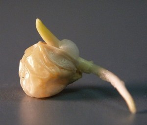 corn germinating sharpened LAH