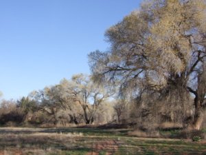 Cottonwoods_Cornville-AZ_AH 644