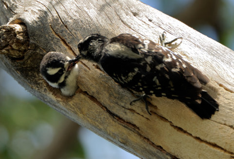 It takes both Downy Woodpecker parents to raise their fast-growning brood. 