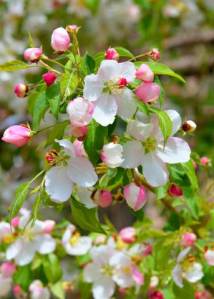 Malus x scheideckeri 'Red Jade'_Crabapple_DBG-CO_LAH_4099-001