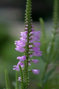 Physostegia virginiana_Obedient Plant_DBG_LAH_7141