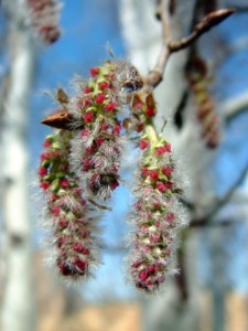 Populus tremuloides - Aspen @DBG LAH 184