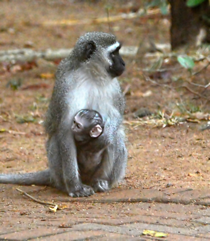 This mother Vervet monkey carries its baby on its chest.