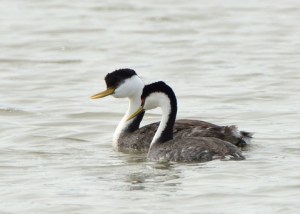 Western Grebes_BearLakeMigratoryBirdRefuge-UT_LAH_3713