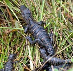 Alligator_SharkValley-EvergladesNP-FL_LAH_5780-001