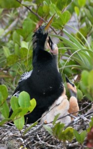Anhinga on nest_EvergladesNP-FL_LAH_4788-001