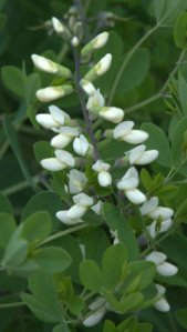 Baptisia alba macrophylla_White Wild Indigo_DBG_LAH_1436