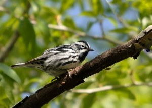 Black-and-white Warbler_BCNC-CO_LAH_5095