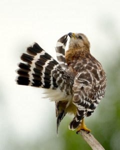 Red-Shouldered Hawk_EvergladesNP-FL_LAH_5107-001