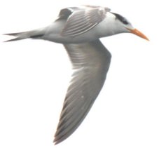 Royal Tern_BonSecourNWR-AL_LAH_8931-001