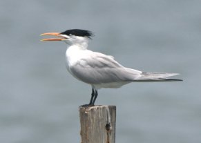 Here is the same species as above, but in breeding plumage.