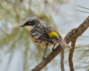 Yellow-rumped Warbler_FCNC-CO_LAH_5510